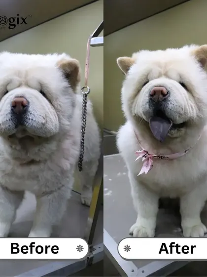 A clean dog is a healthy dog. This fluffy Chow Chow's makeover is a great example of how grooming can improve both looks and hygiene.