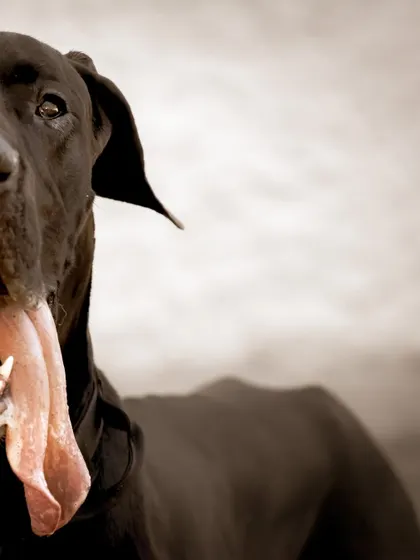Another angle of the Great Dane's impressive tongue and happy face.