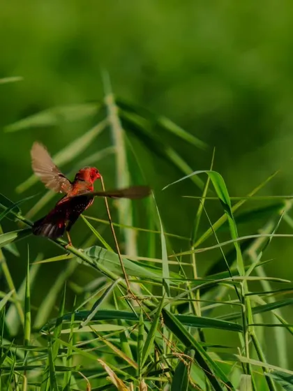 A duplicate of the Red Avadavat in flight, showing its determination.