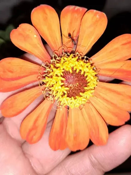 Holding an orange Zinnia.