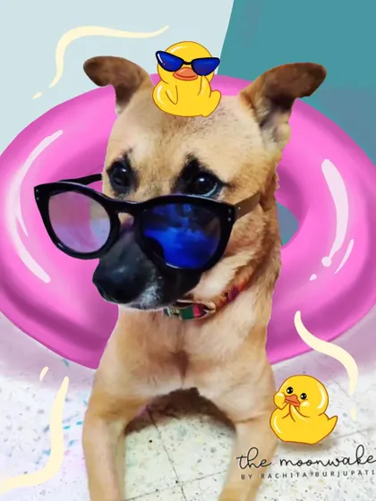 My dog Cadbury is ready for the summer. A fun photo illustration where I added sunglasses, a floatie, and some rubber ducks to his picture.