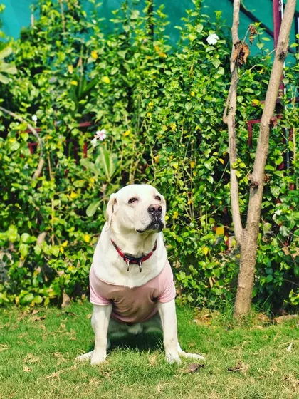 A beautiful white Labrador sitting patiently, enjoying the calm atmosphere of the farm.