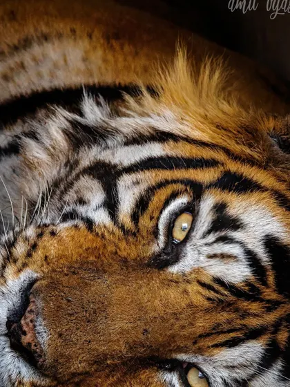 An artistic, intimate portrait of the mighty Kumbha. This upside-down perspective is unconventional but creates a unique and memorable image.