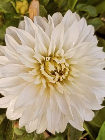 A repeat of the stunning white Dahlia, a true showstopper.