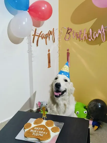Rome the Golden Retriever, looking regal and ready for his Pawsome Cake. This cake is one of our most popular designs, loved for its classic paw shape and delicious peanut butter frosting.