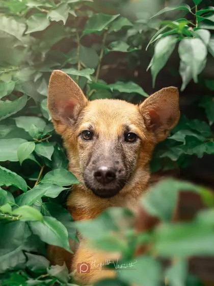 Chiku, a handsome rescue pup, peeking through the leaves. A good adoption photo can make all the difference in helping a dog find a loving home.