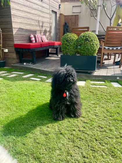 One has to find a little time to enjoy nature. My dog Gabru is sitting on the sunny lawn of my terrace garden, a perfect example of pure, unadulterated enjoyment.