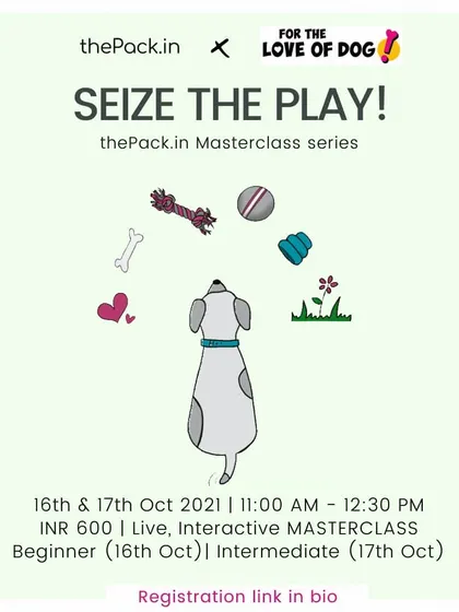 Is your dog bored even after walks? My "Seize the Play!" masterclass, created with a fellow expert, teaches you how to make engaging puzzle toys from household scraps to keep your dog mentally stimulated.