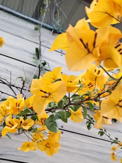 The yellow Bougainvillea vine climbing a wall.