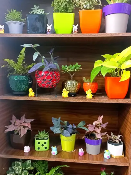 This wooden bookshelf is beautifully styled with a collection of vibrant houseplants in decorative pots. This shows how plants can be used as living decor to brighten up any furniture.