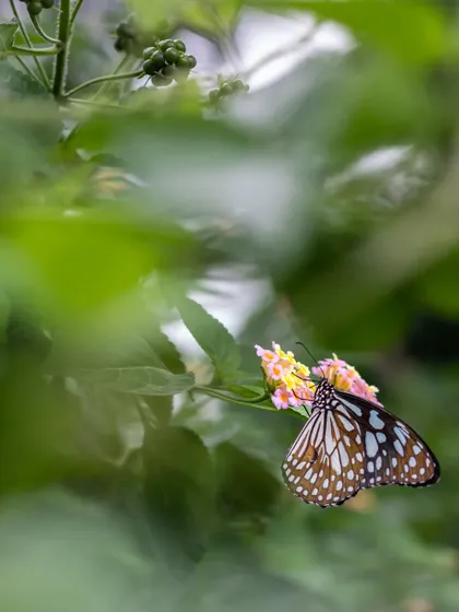 A Blue Tiger butterfly on a Lantana flower. The contrast of its patterned wings against the soft green background makes for a beautiful composition.