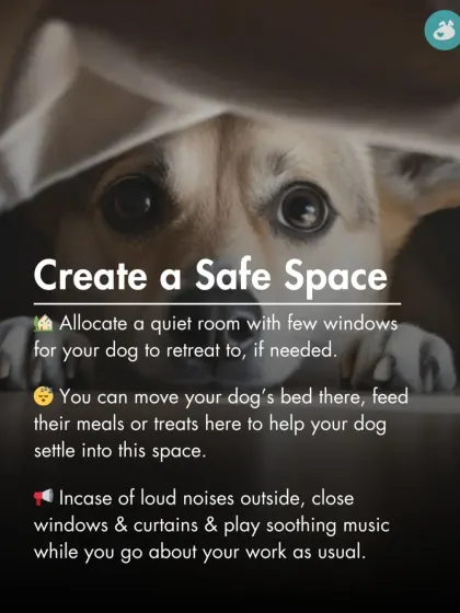 Create a safe space for your dog. A quiet room with their bed can be a comforting retreat during loud noises or stressful events.