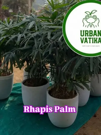 Another view of the Rhapis Palms, showcasing their elegant fan-like leaves.