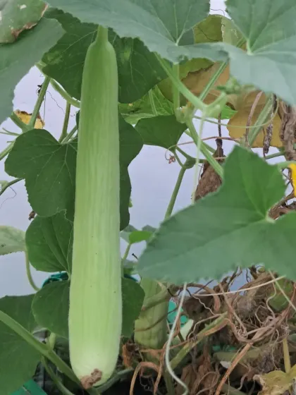 Growing long vegetables like this bottle gourd, or lauki, is entirely possible on a terrace. I provide tips on hand-pollination to ensure your flowers turn into vegetables.
