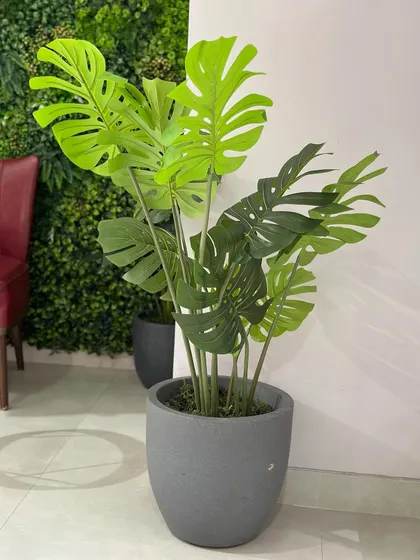 Our artificial Monstera plant offers the iconic tropical look without any of the plant care worries. It's perfect for adding a bold, leafy statement to any room, regardless of sunlight.