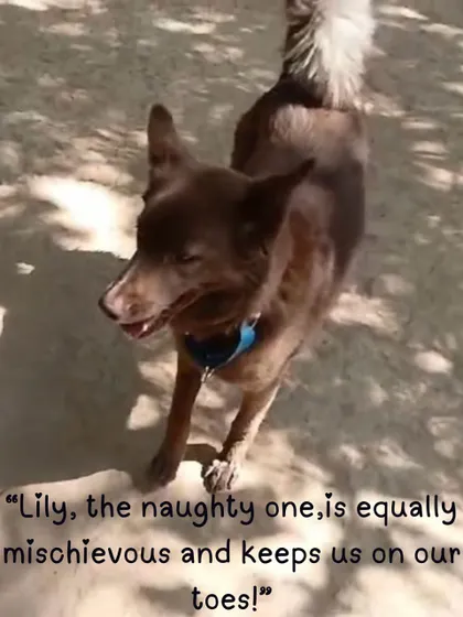 Meet Lily, one of our most mischievous and playful guests! Her energy is infectious and she keeps everyone, including us, on their toes during playtime.