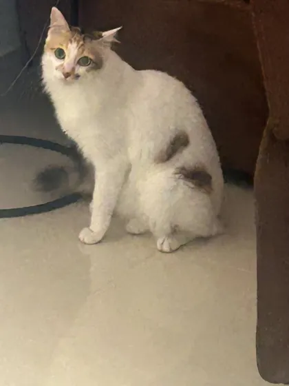 A candid shot of a beautiful calico cat, looking alert and curious. We ensure our cat boarding area is stimulating and safe.