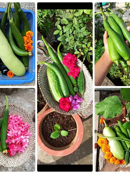 A collage showing different harvests over a couple of weeks. It shows the variety of vegetables you can get from a small urban garden.