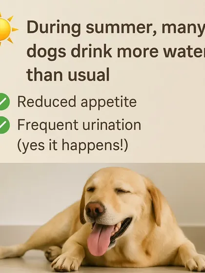 During summer, dogs drink more water, which can lead to a reduced appetite and more frequent urination. It's perfectly normal.