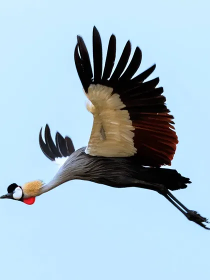 A detailed shot of a Grey Crowned Crane in flight, showing the beautiful contrast of its wing feathers against the blue sky.