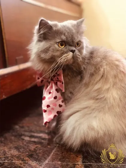 This lovely grey cat is looking extra sharp with a pink heart-patterned bow. A little dress-up is just one of the fun ways we pamper our guests.