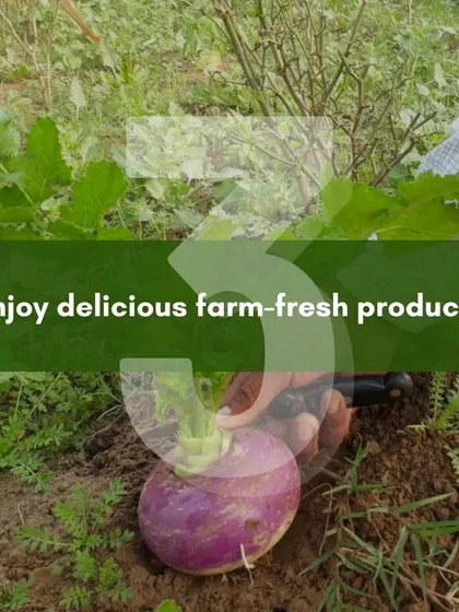 The final and best step is enjoying the delicious, farm-fresh produce we deliver to you. Here, a turnip is being harvested at its peak, ready to be sent to a customer's home.