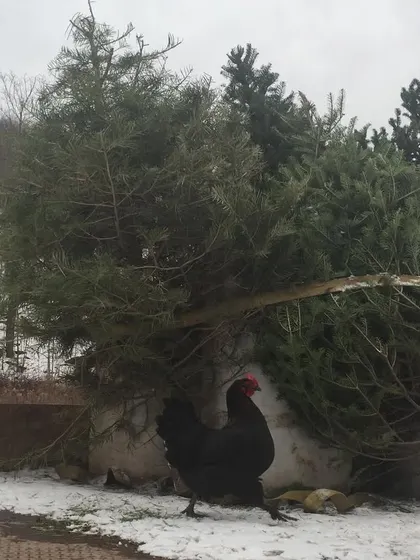 Even our collected Christmas trees get a curious inspection from the flock before being chipped and added to the compost as a carbon source. Nothing goes to waste here.