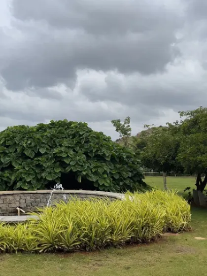 A fountain surrounded by vibrant green and yellow foliage. The constant, gentle flow of water adds a soothing auditory element to the visual beauty of our gardens.