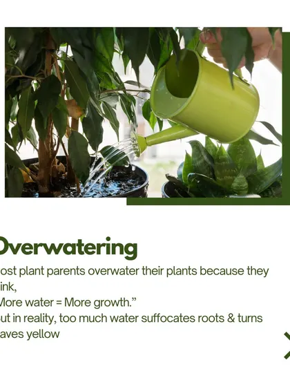 Overwatering is the most common way people kill their plants. Too much water suffocates the roots and turns leaves yellow. Our Helios Self-Watering Planter eliminates this risk completely.