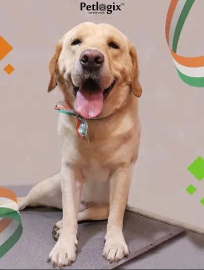 This happy Labrador is another one of our furry heroes celebrating Independence Day in style after their grooming.