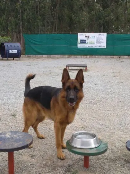 A German Shepherd pauses at the water station. We have multiple hydration spots placed throughout the dog park for convenience.