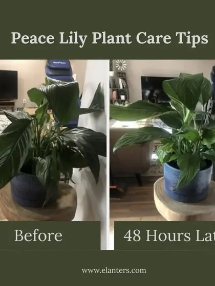 Don't worry about a sad-looking plant. This is a Peace Lily that was drooping, and with my simple care advice on watering, it perked right back up in 48 hours. I provide the support you need to help your plants thrive.