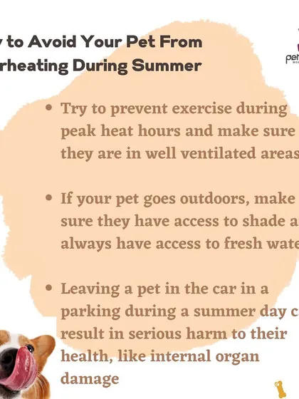This graphic provides essential tips on how to prevent your pet from overheating during the summer. We cover exercise timing, access to shade and water, and the dangers of leaving pets in cars.