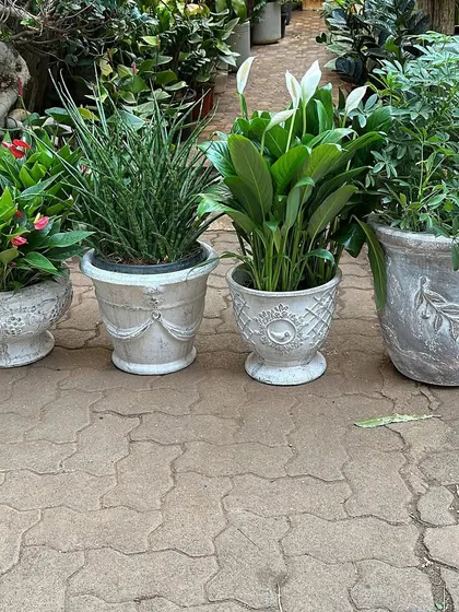 This is my new distressed finish planter collection. These pots have a vintage, weathered look with classic details like garlands and leaf motifs, perfect for a traditional or cottage-style garden.