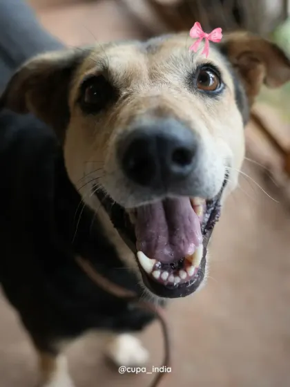 This is the smile of Lakhan, one of our beloved senior residents. He's a gentle soul looking for someone to sponsor his golden years at our Geriatric Centre. Your support provides him with food, medical care, and endless affection.