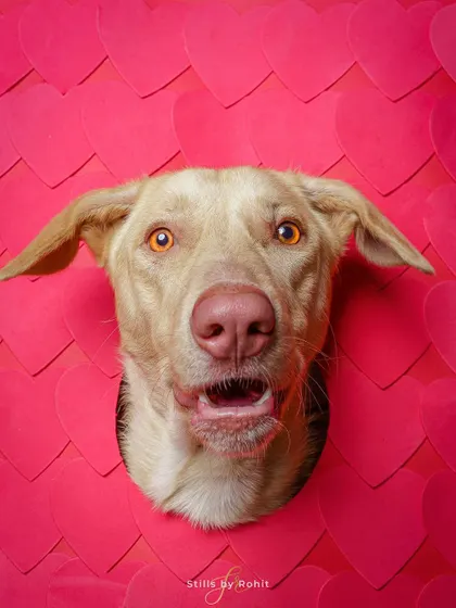 Surprise! This sweet dog's face popping through a wall of hearts is one of my most creative and fun Valentine's setups.