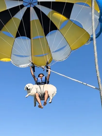 Our first parasailing experience in Diu was a huge success. You can see how calm and observant Vanilla is, which is a direct result of conditioning her to new heights and sensations over time.