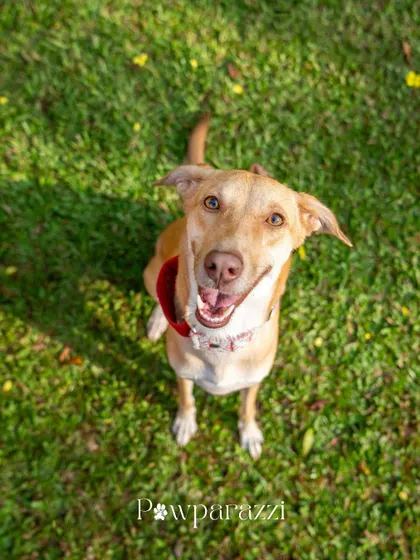 A high-angle shot of Noor the Indie dog, looking up with a happy smile. Her journey from a sensitive rescue to a confident, loved pet is inspiring.