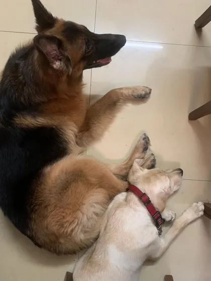 Lazy sisters Cookie and Candy. Cookie, the GSD, was adopted from us and is now best friends with her Labrador sister.