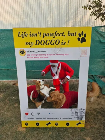 Santa poses inside our photo frame with a Beagle and a Golden Retriever, both dressed in red sweaters. A perfect Christmas card moment.