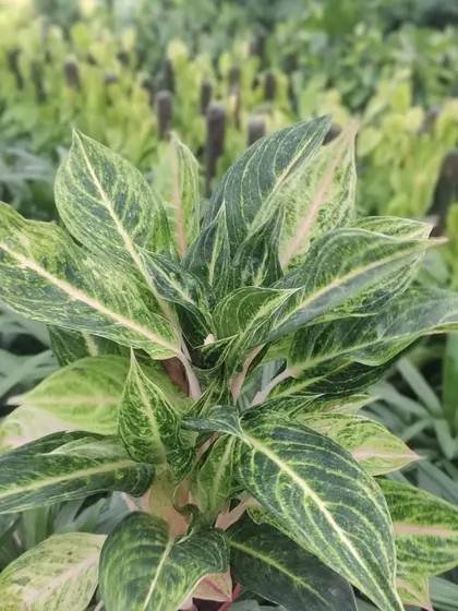 A close-up of a beautiful Aglaonema variety with intricate patterns on its leaves. These plants are a great way to add texture and interest to your indoor garden.