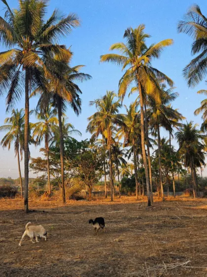 The sniffer dogs are on duty! Duggu and Tiger enjoying an early morning, exploring a field of palm trees. Letting dogs use their nose is one of the best forms of mental stimulation.