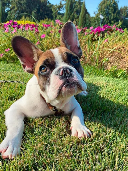 Frank, a French Bulldog puppy, enjoying the outdoors. A structured bootcamp can make all the difference in setting up good potty habits from the start.