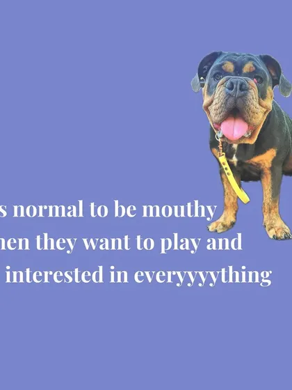 Puppies explore the world with their mouths. It's normal for them to be mouthy when they play. I can teach you how to redirect this behavior appropriately.