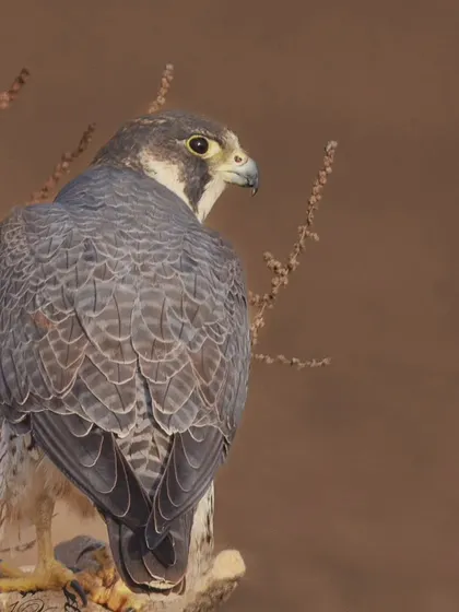 A portrait of a Peregrine Falcon in the Little Rann of Kutch. Its power and grace are evident even at rest. It is a formidable aerial predator.