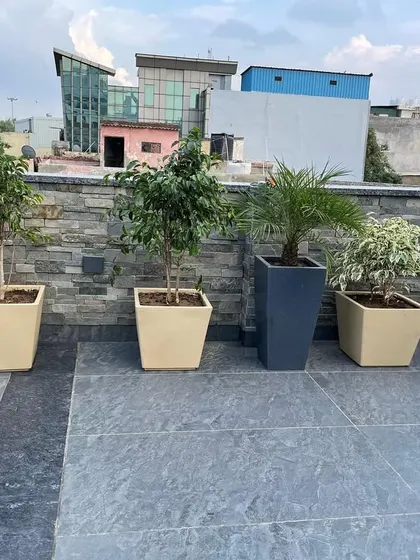 Another view of the rooftop terrace, showing a mix of Phoenix palms and Ficus plants. The arrangement provides a green border along the wall without taking up too much space.