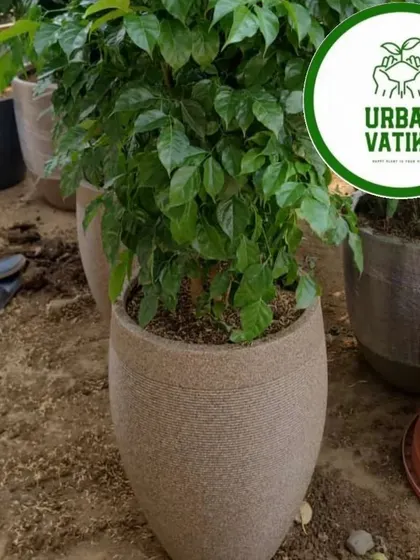 A lush China Doll plant in a beautiful stone-finish pot, ready to bring life to a new space.