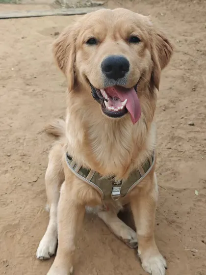 Meet Alfie, an 8-month-old Golden Retriever, after his first obedience session. He's a lovely, intelligent pup with a great food drive, which makes training a rewarding experience for both him and our trainer Simran.