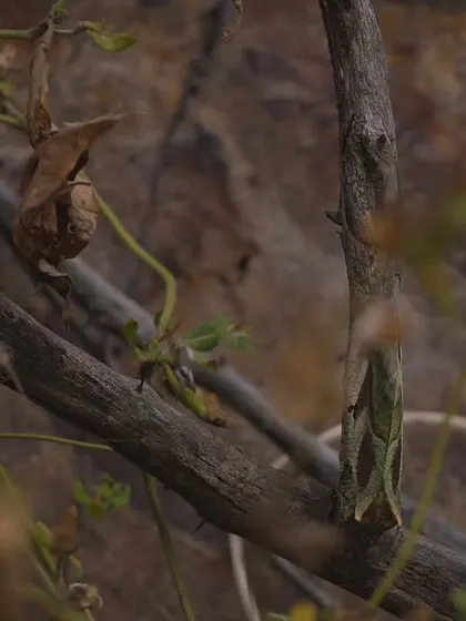 Can you spot the moth? This image shows how effectively this insect blends in with a dead leaf, a testament to its evolutionary adaptations.