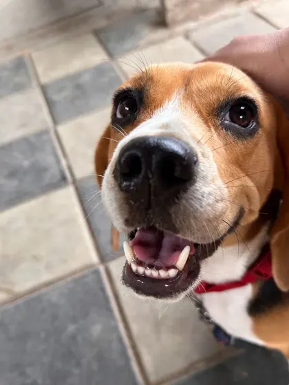 The sweet face of Bella the Beagle. I make sure to give plenty of one-on-one attention, including gentle pats and reassurance, to make every dog feel special and cared for.